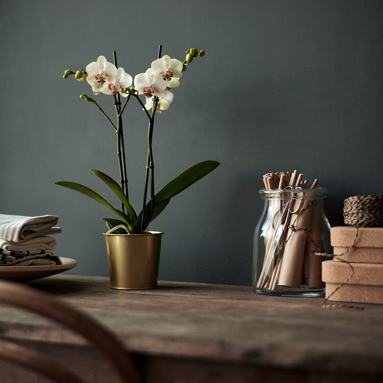 DAIDAI
Plant pot, brass-colour 9 cm