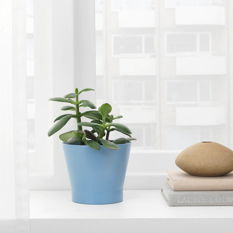 papaja plant pot PAPAJA Plant pot – HomesopSolutions