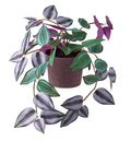 SMÅTÄRNA Artificial potted plant