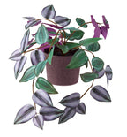 SMÅTÄRNA Artificial potted plant