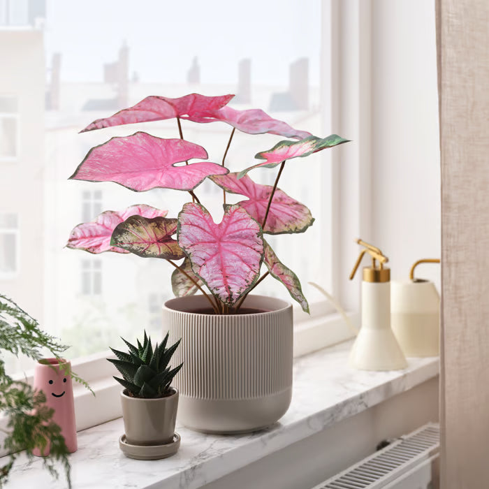 SMÅTÄRNA Artificial potted plant, paper/caladium