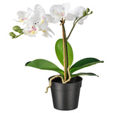 FEJKAArtificial potted plant, Orchid white, 9 cm