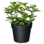 FEJKA
Artificial potted plant, in/outdoor Mint, 9 cm