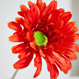 Lida Gerbera flower