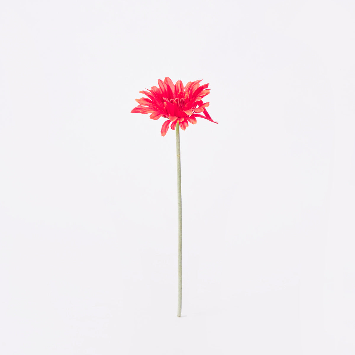 Lida Gerbera flower