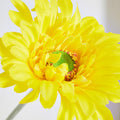 Lida Gerbera flower