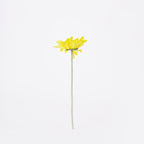 Lida Gerbera flower