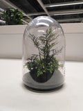 INVÄNDIG Artificial terrarium, dome