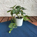 FEJKA Artificial potted plant with pot