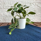 FEJKA Artificial potted plant with pot