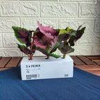 FEJKA Artificial potted plant pot, set of 3, in/outdoor Painted nettle, 6 cm