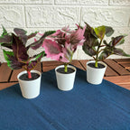FEJKA Artificial potted plant pot, set of 3, in/outdoor Painted nettle, 6 cm
