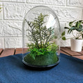 INVÄNDIG Artificial terrarium, dome