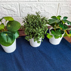 FEJKA Artifi potted plant w pot, set of 3, in/outdoor green 6 cm