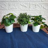 FEJKA Artifi potted plant w pot, set of 3, in/outdoor green 6 cm