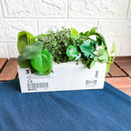 FEJKA Artifi potted plant w pot, set of 3, in/outdoor green 6 cm
