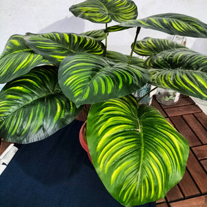 Artificial pott plant non IKEA