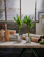 BINTJE. 

Plant pot, galvanised, 9 cm