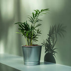 BINTJE. 

Plant pot, galvanised, 9 cm