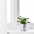 BINTJE. 

Plant pot, galvanised, 9 cm