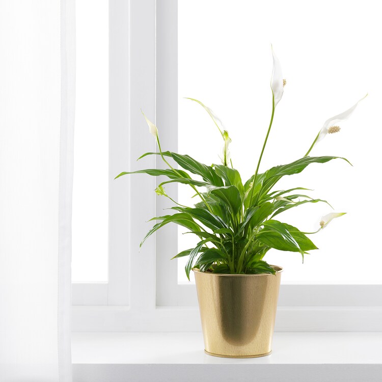 DAIDAI Plant pot, brass-colour 12 cm