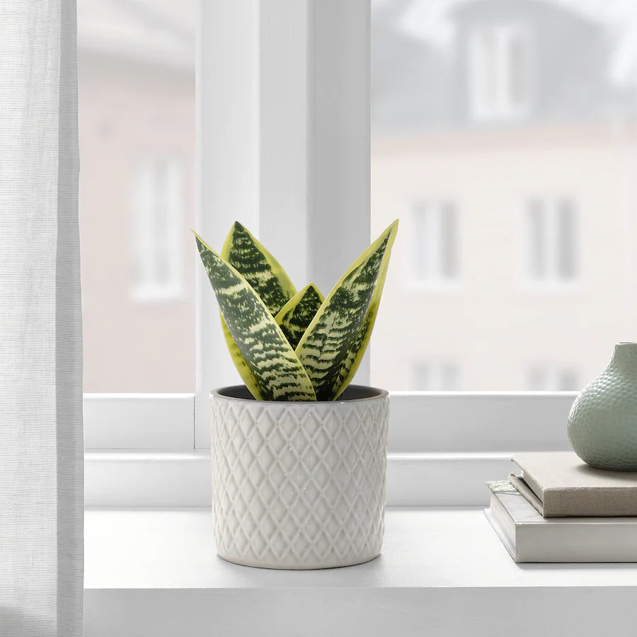 FEJKA Artificial potted snake plant