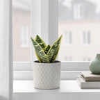 FEJKA Artificial potted snake plant