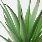 FEJKA Artificial potted plant with pot, in/outdoor Succulent 6 cm
