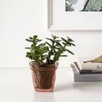 VÄLDOFT

Scented candle in glass, wild strawberry/dark pink8 cm